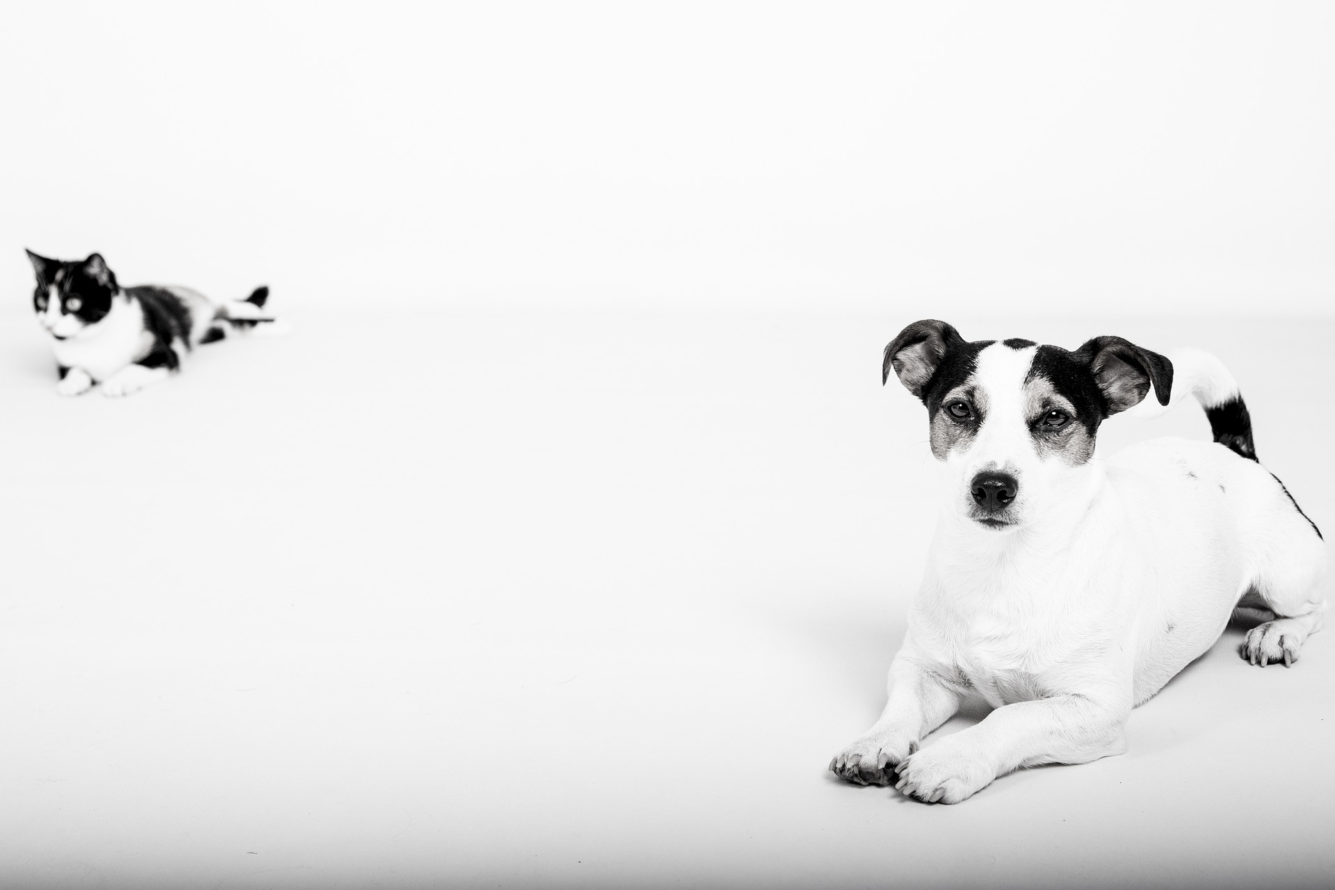 Powodzenie łączenia psa i kota zależy od wielu czynników, m.in. od ich temperamentu, wieku, rasy psa, zapewnienia zasobów i dotychczasowych przeżyć z drugim gatunkiem.