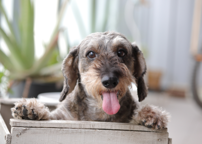 Szczeniak jamnika szorstkowłosego.