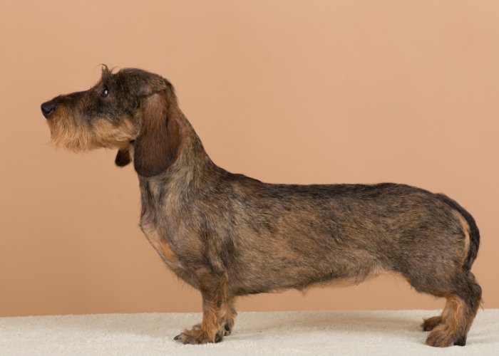 Wzorzec jamnika szorstkowłosego.