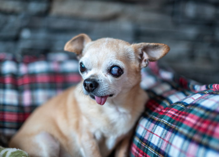 Jaskra u psa chihuahua.