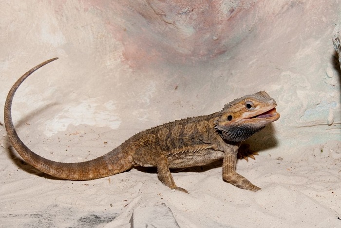 Agama brodata w terrarium.