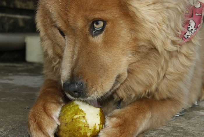Co lubi jeść pies?
