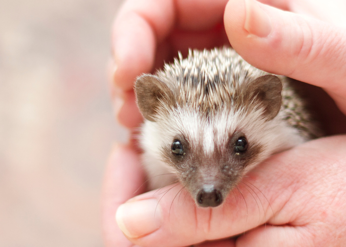 Opieka nad jeżem pigmejskim.