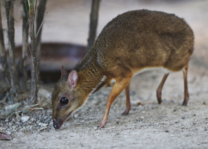 Kanczyl filipiński.