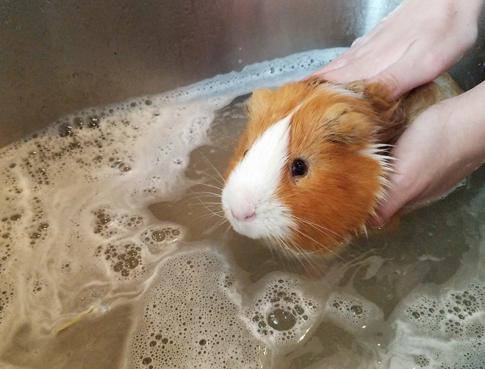 Kąpanie świnki morskiej.