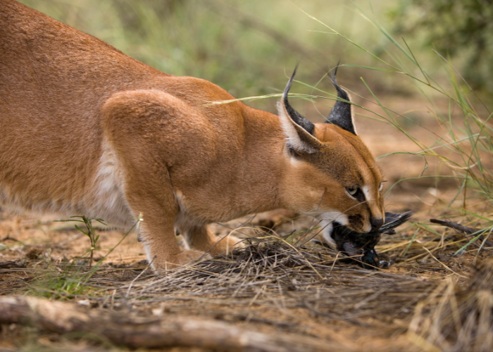 Drapieżnik karakal zjada ptaka.
