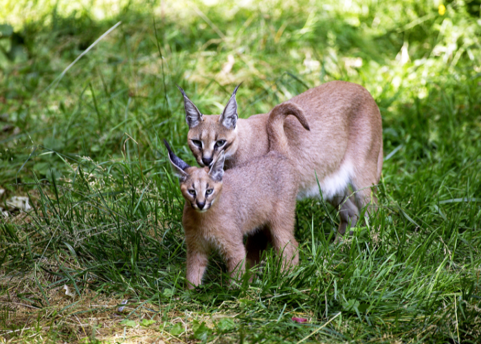 Karakal z młodym karakalem.