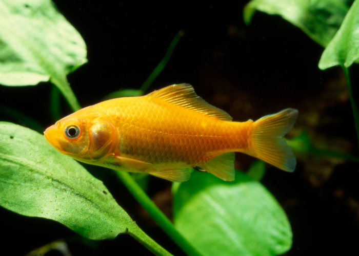 Karaś chiński złoty.