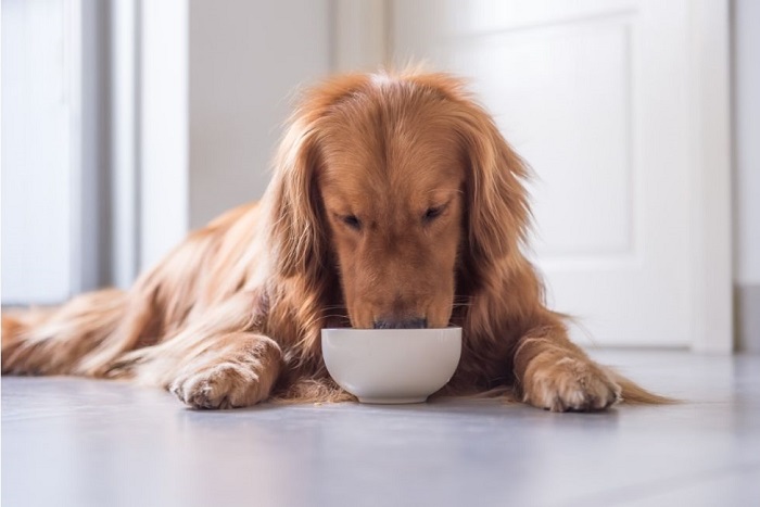 Golden retriever je z miski.