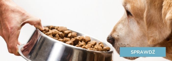 Oferta karm dla psów.