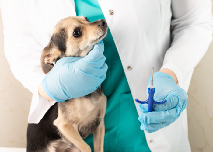 Kastracja chemiczna psa.