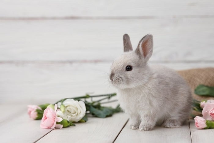 Królik miniaturka w kwiatach.