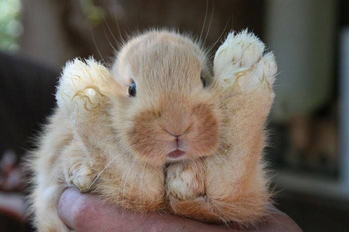 Królik leży na rękach właściciela.