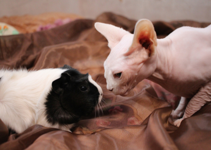 Świnka morska a kot.