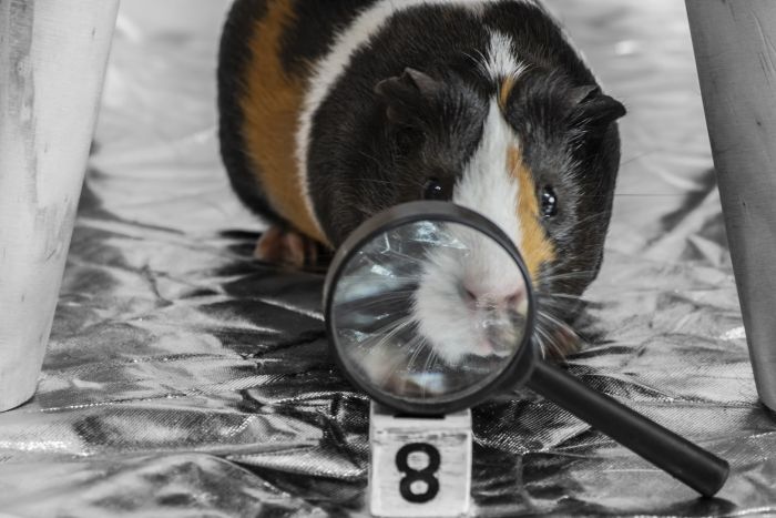 Kawia domowa przy lupce