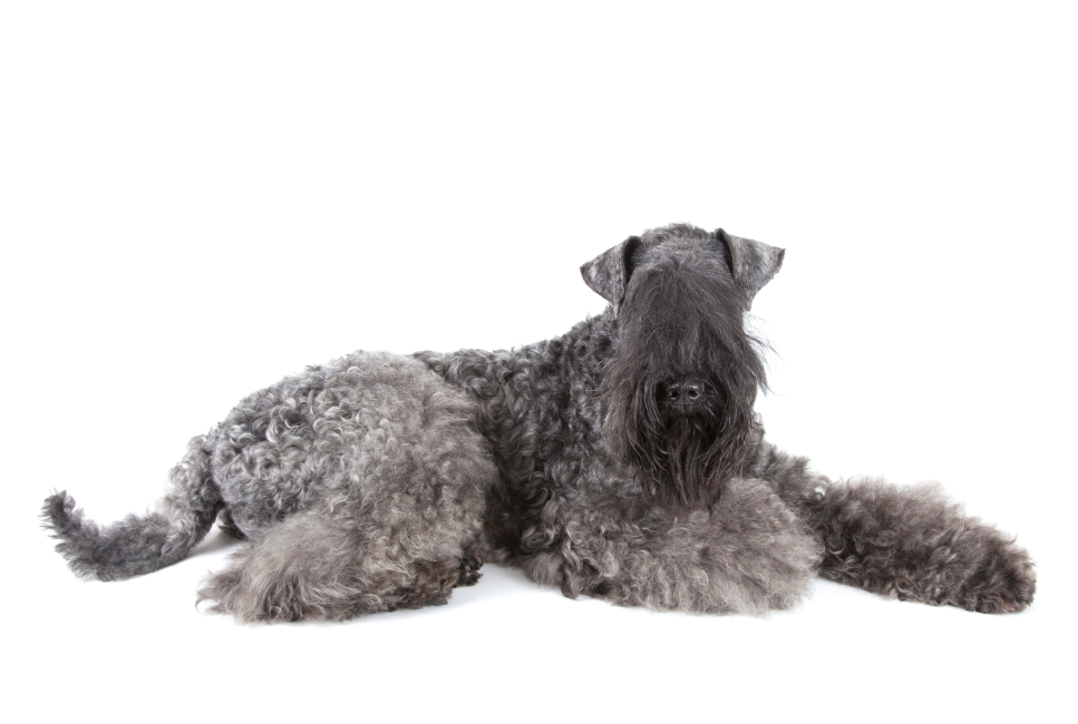 Kerry blue terrier dorosły.