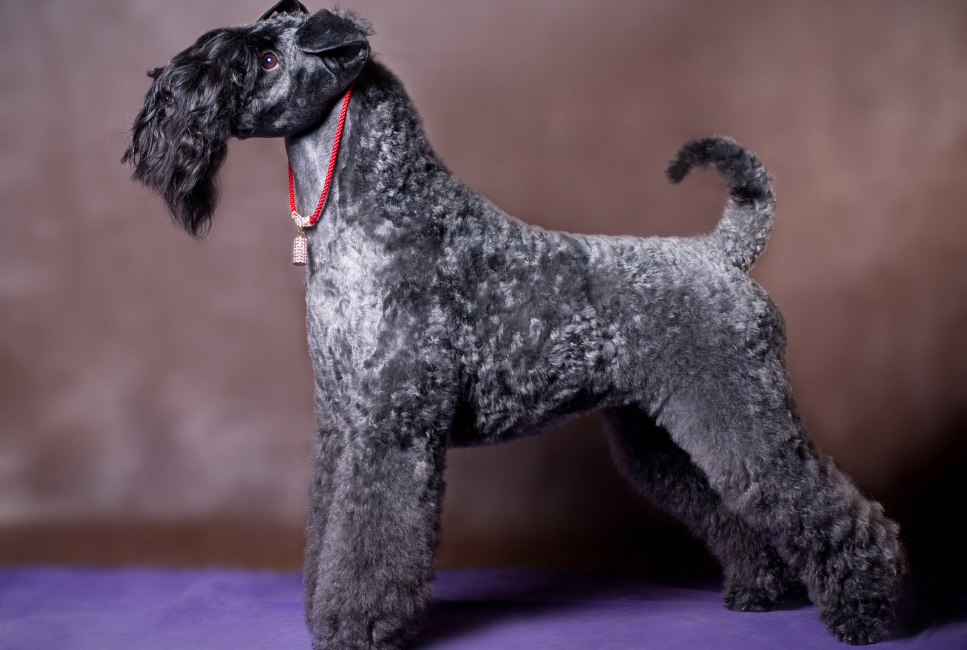 Kerry blue terrier FCI wzorzec.