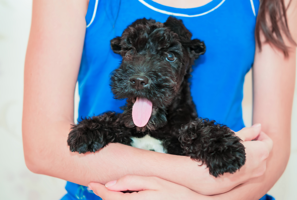 Szczeniak kerry blue terrier.