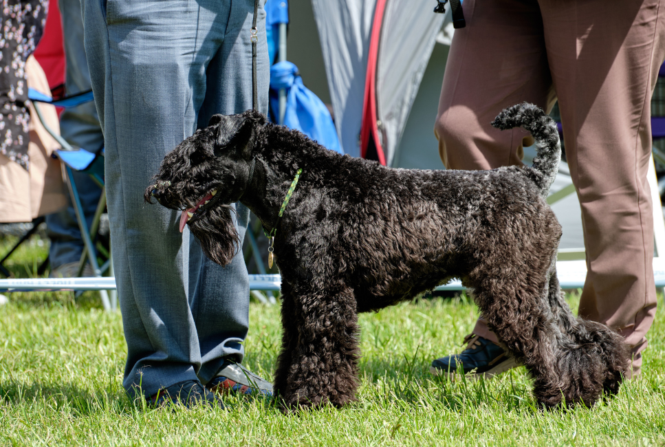 Kerry blue terrier na wystawie psów.