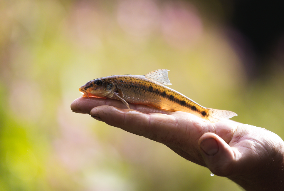 Ryba kiełb na dłoni.
