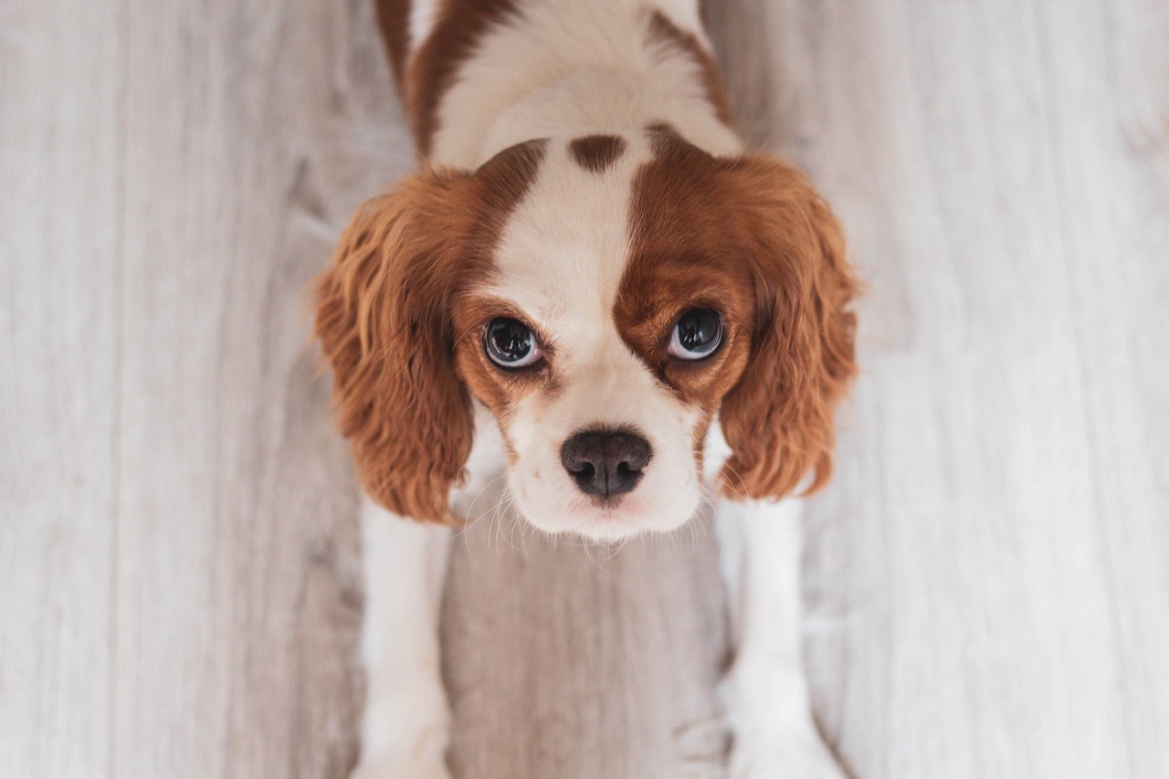 Cavalier King Charles spaniel jest uroczym psem, o dużych, lekko wyłupiastych oczach.