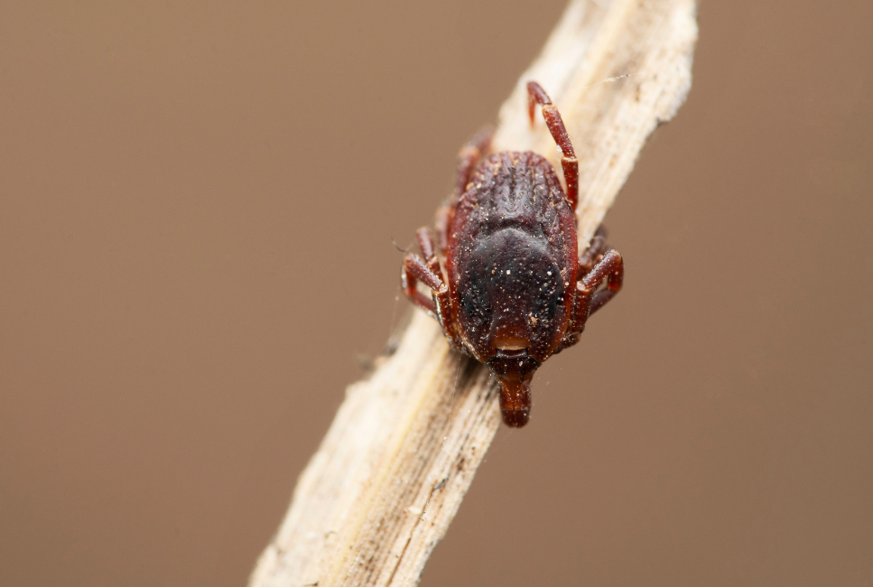 Kleszcz afrykański wędrowny Hyalomma marginatum