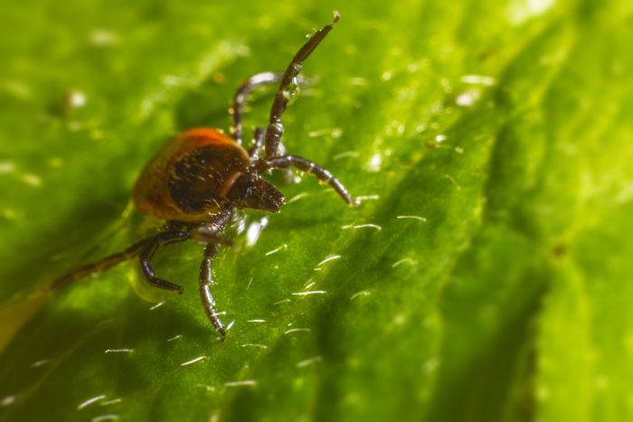 Kleszcz na liściu