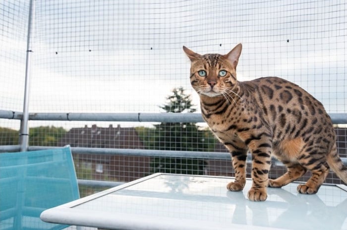 Kot bengalski w bezpiecznej wolierze na balkonie.