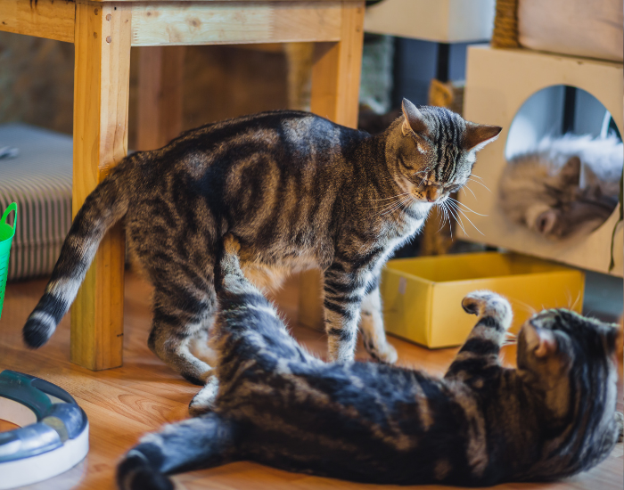 Koty w kociej kawiarni.