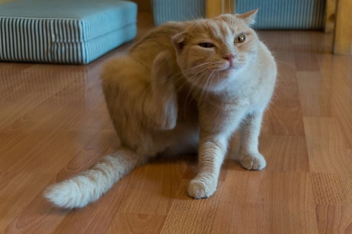 Dachowiec drapie się w mieszkaniu