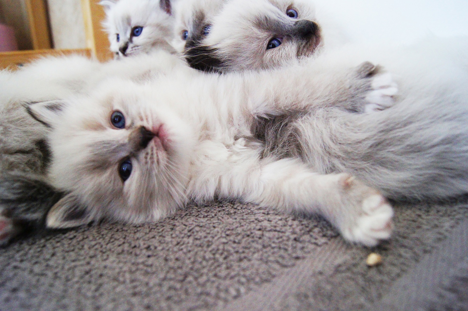 Kocięta neva masquarade rodzą się białe, a charakterystyczne znaczenia pojawiają się dopiero z wiekiem.