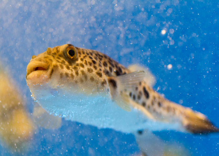 Kolcobrzuch dwuplamy.