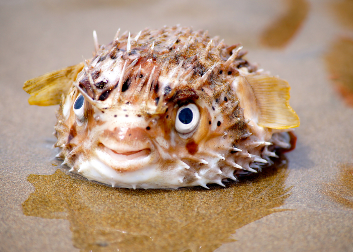 Kolcobrzuch na piasku.