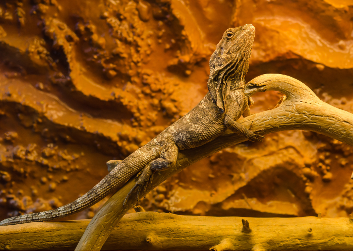 Agama kołnierzasta w pustynnym terrarium.