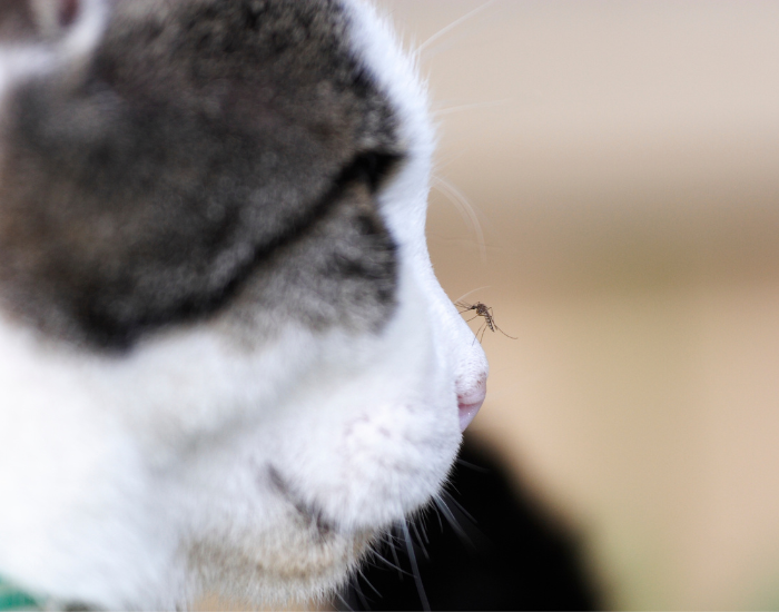 Komar na kocie.