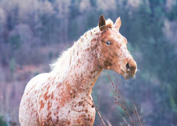 Koń appaloosa.