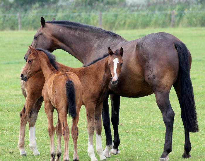 Koń pełnej krwi angielskiej.