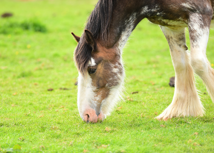 Koń clydesdale skubie trawę.