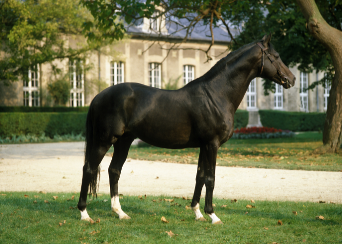 Koń pełnej krwi angielskiej.