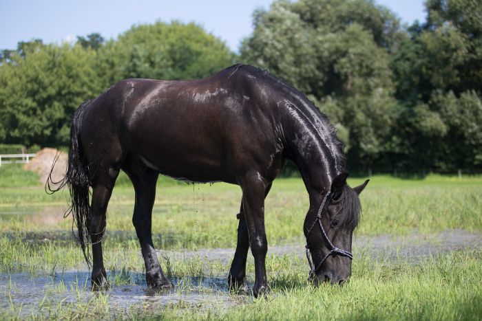 Koń fryzyjski.