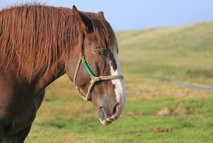 Koń śpi na stojąco.