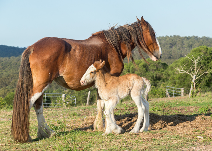 Koń i źrebię clydesdale.