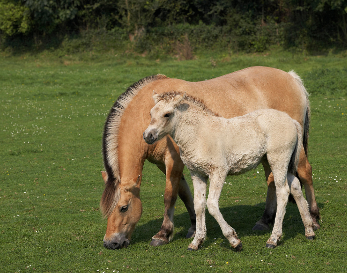 Klacz fiordzka i kucyk fiord.