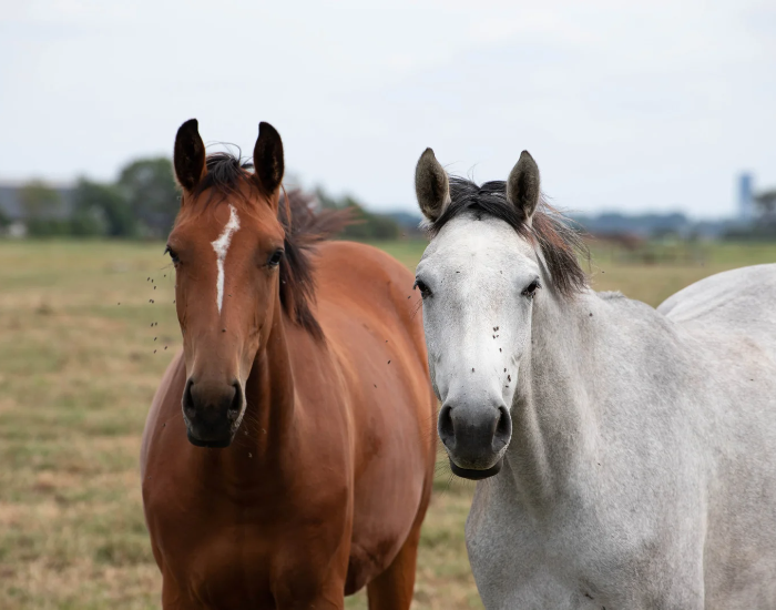 Konie gorącokrwiste.