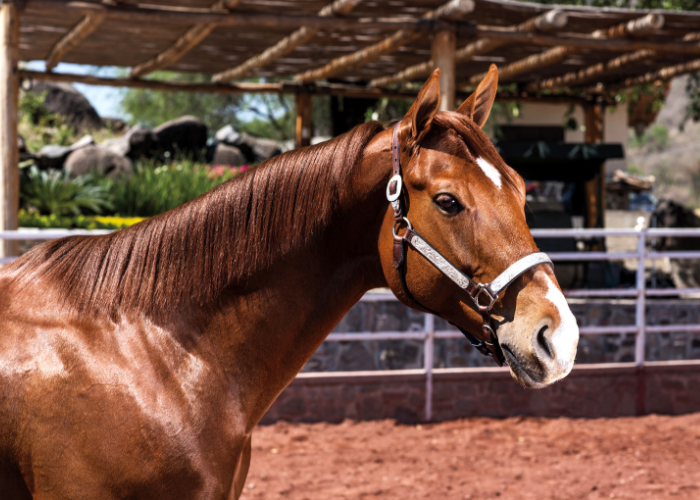 Koń hanowerski z białym odznaczeniem na głowie.
