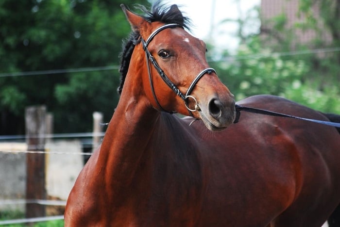 Koń śląski gniady.