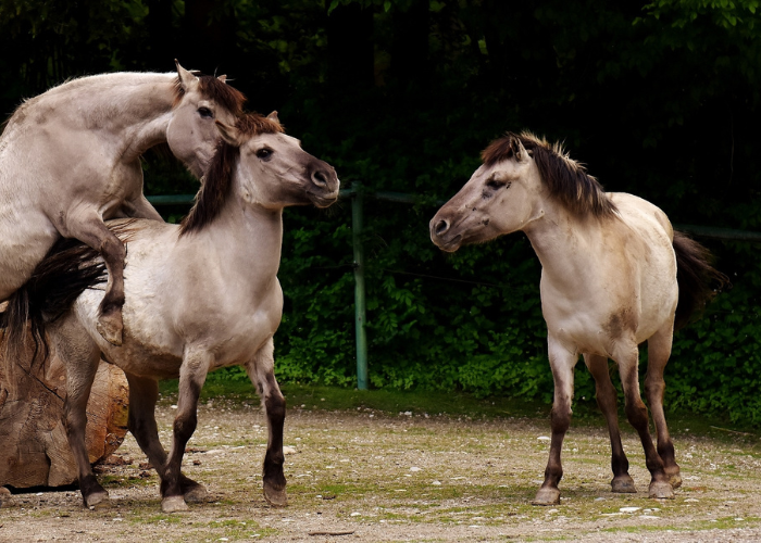 Konie tarpany dzikie.