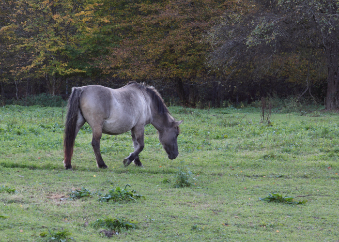 Konik biłgorajski.