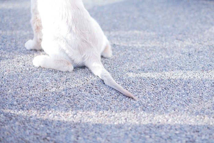 Zespół końskiego ogona u psa.