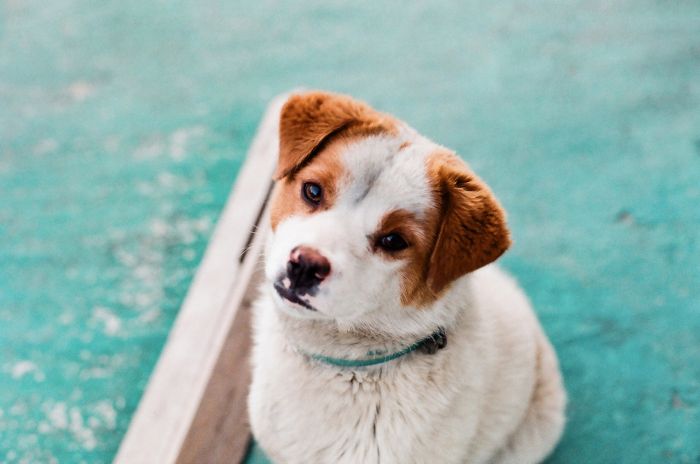 Czy istnieją testy na koronawirusa dla psa?